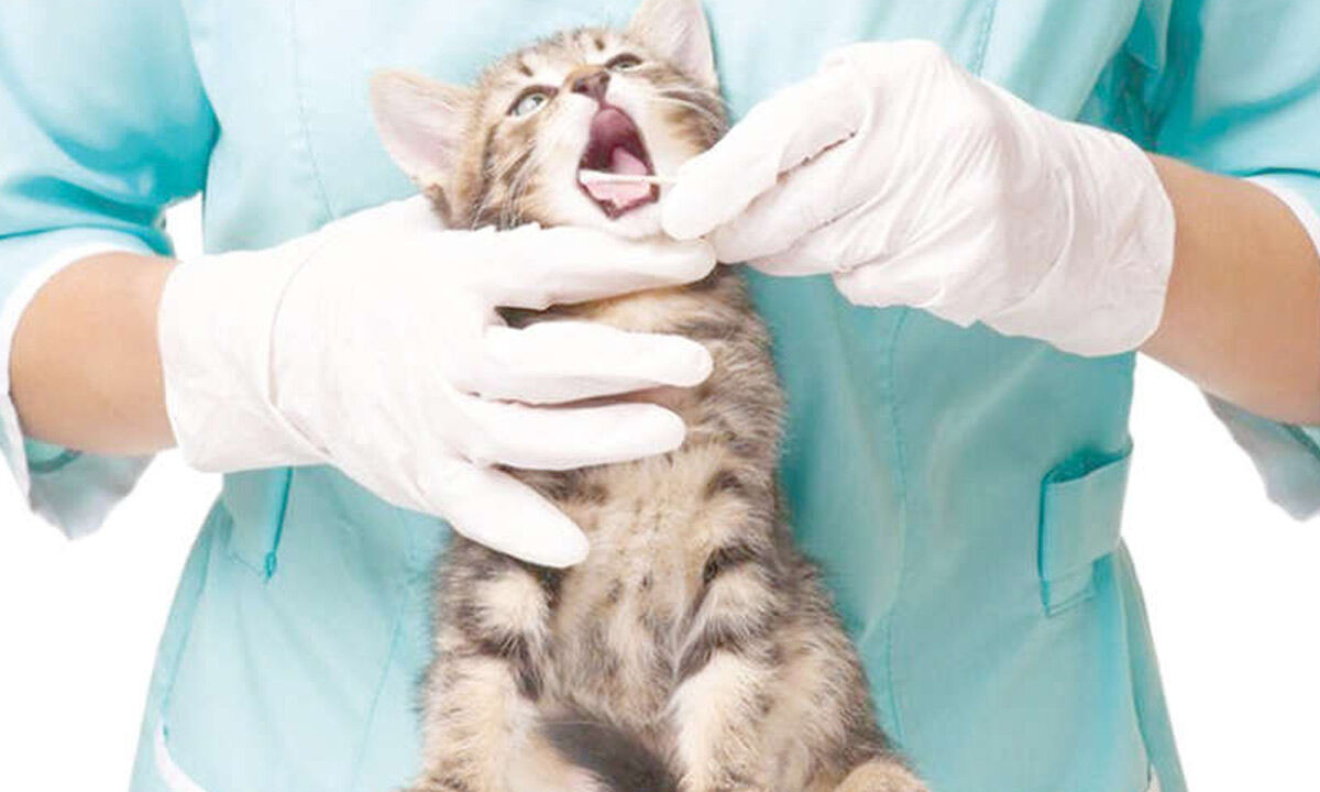 Veterinary student held in work-from-home scam case
