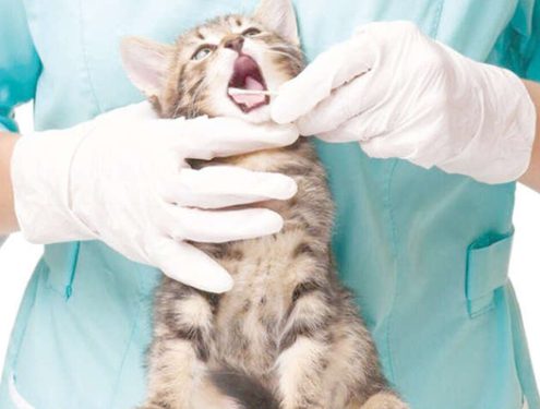 Veterinary student held in work-from-home scam case